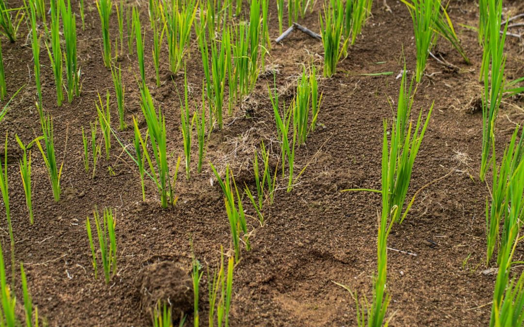 Meta se prepara para el segundo semestre agrícola, fechas claves para siembra y venta de semillas