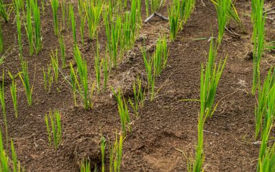 Meta se prepara para el segundo semestre agrícola, fechas claves para siembra y venta de semillas