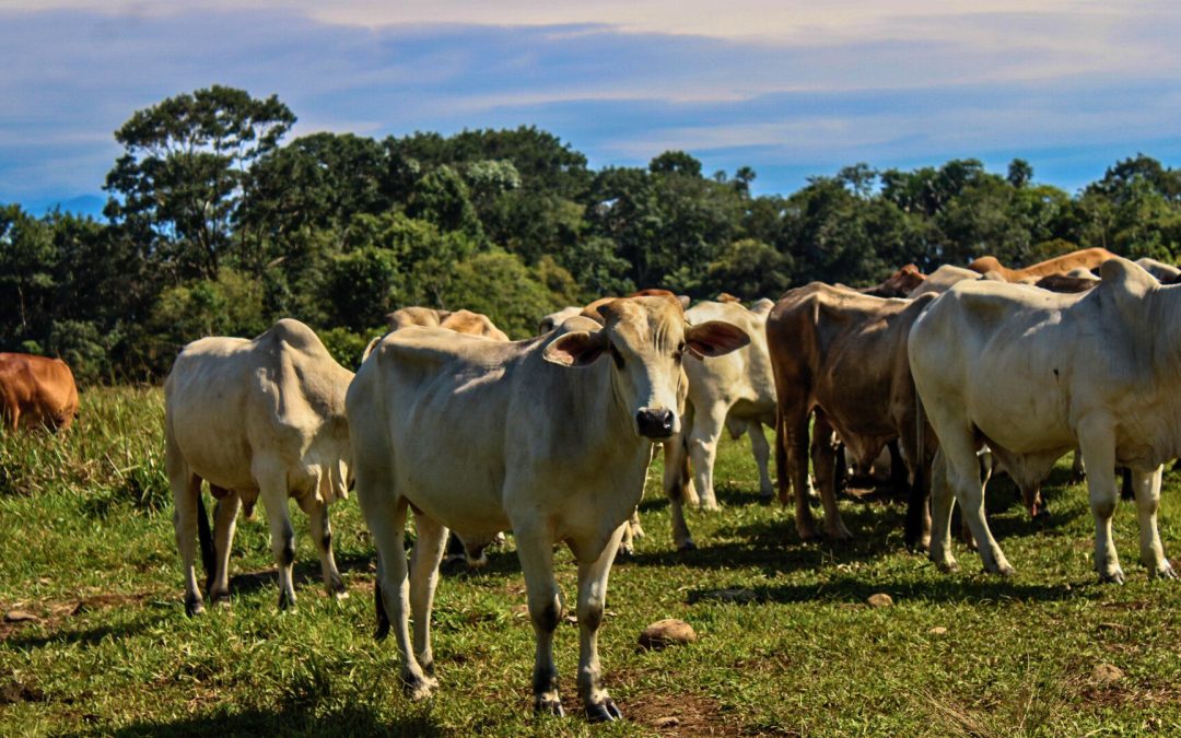 Familia recupera su tierra y emprende con ganadería doble propósito en San Martín de los Llanos