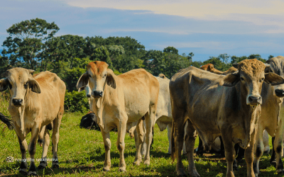 Bienestar Animal en el Foco: Únase al Congreso Internacional 2024