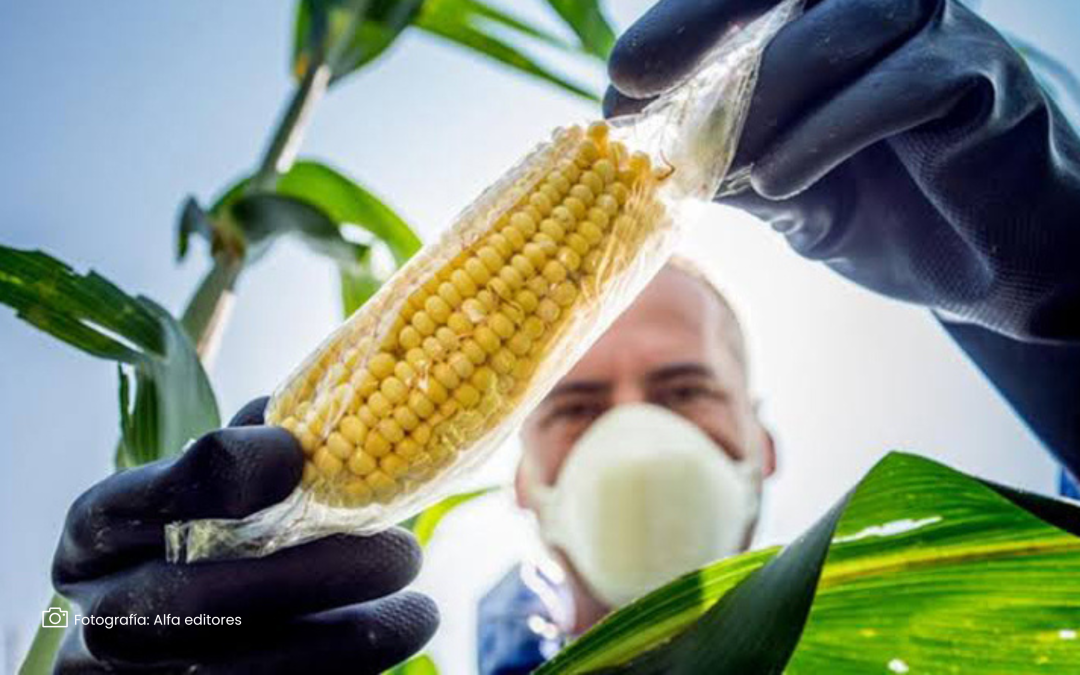 Biotecnología en ascenso: maíz genéticamente modificado crece un 20% en Colombia