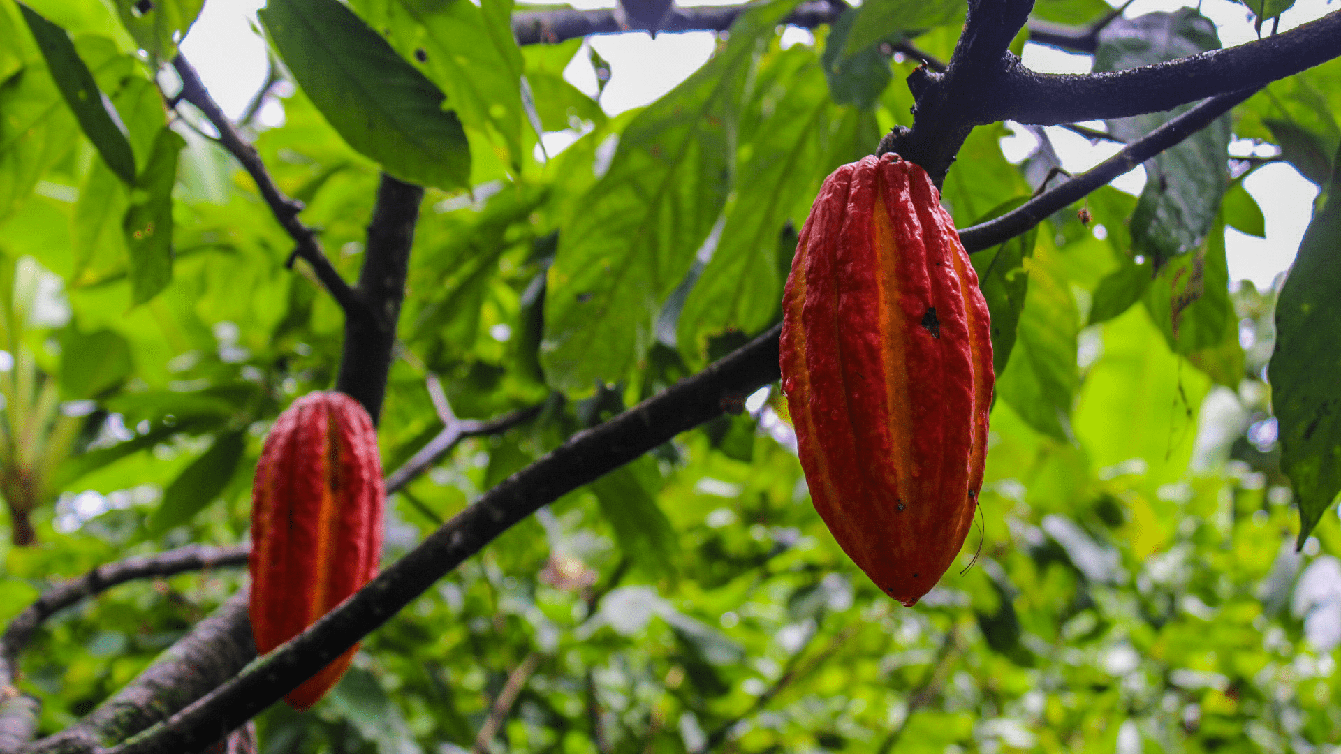 Cadmio en cultivos cacaoteros Cadmio en cultivos cacaoteros