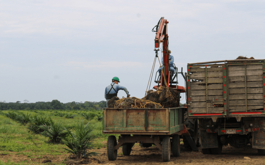 Cenipalma y Fedepalma crean proyecto para impulsar pequeños productores de palma 