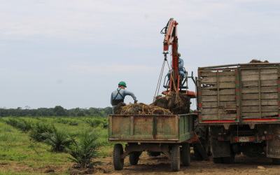 Cenipalma y Fedepalma crean proyecto para impulsar pequeños productores de palma