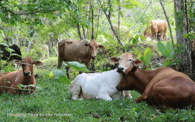 El Meta impulsa prácticas sostenibles en ganadería con apoyo de Fedegan y GIZ