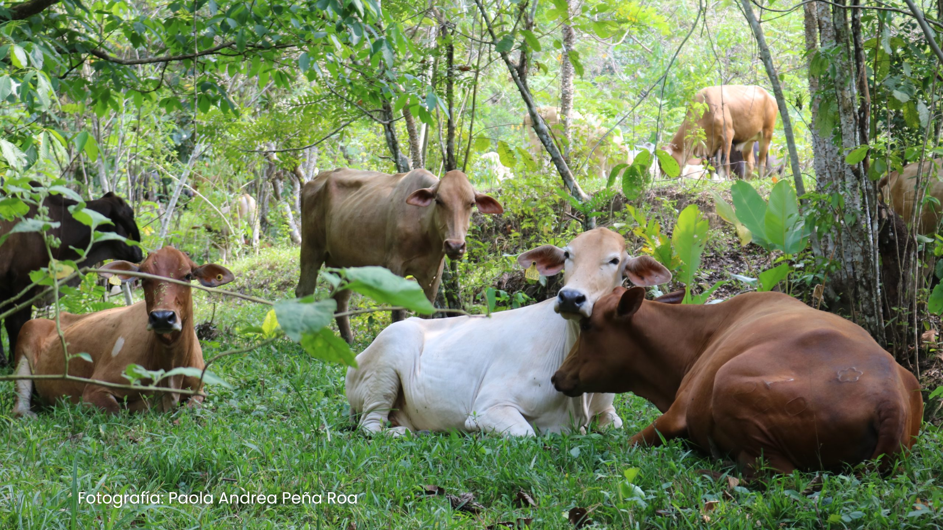 El Meta impulsa prácticas sostenibles en ganadería con apoyo de Fedegan y GIZ