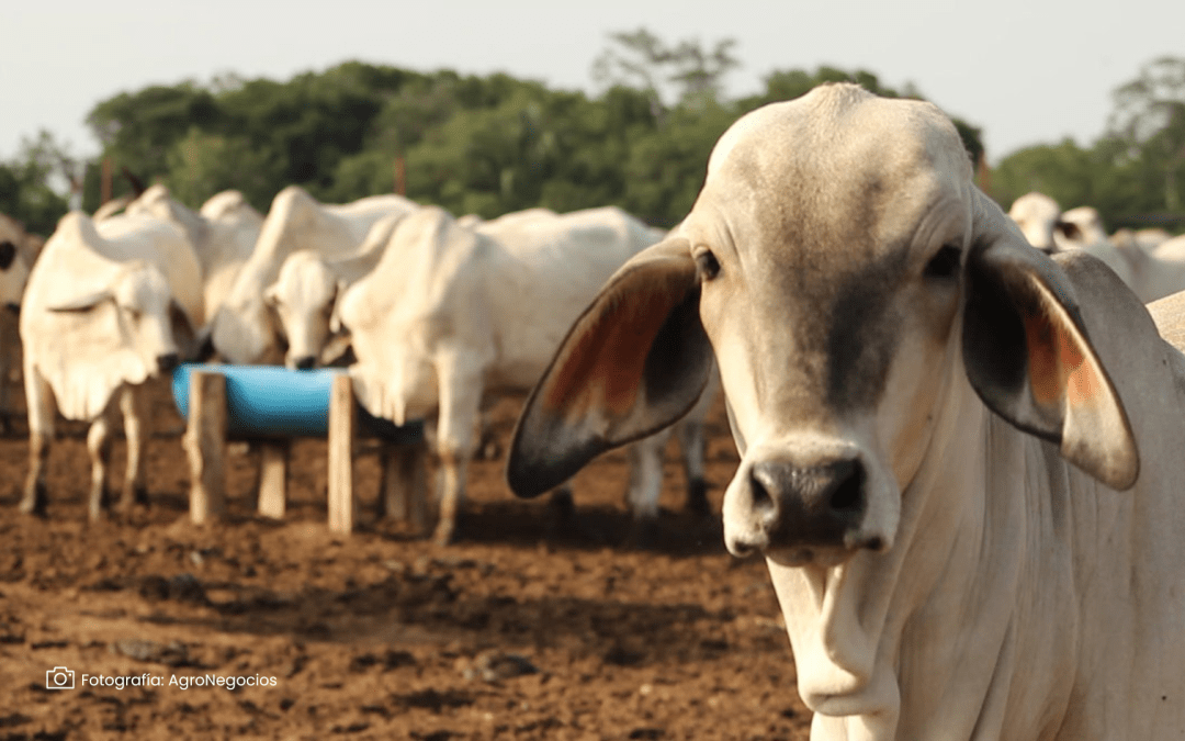 ICA desmiente falta de vacunas contra la fiebre aftosa para el segundo ciclo de 2024