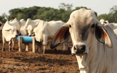 ICA desmiente falta de vacunas contra la fiebre aftosa para el segundo ciclo de 2024