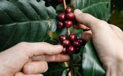 Cenicafé presenta seminario sobre la calidad del café en ecotopos cafeteros