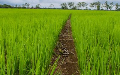 Intercambio de conocimientos en el sector agrícola impulsado por Fontagro
