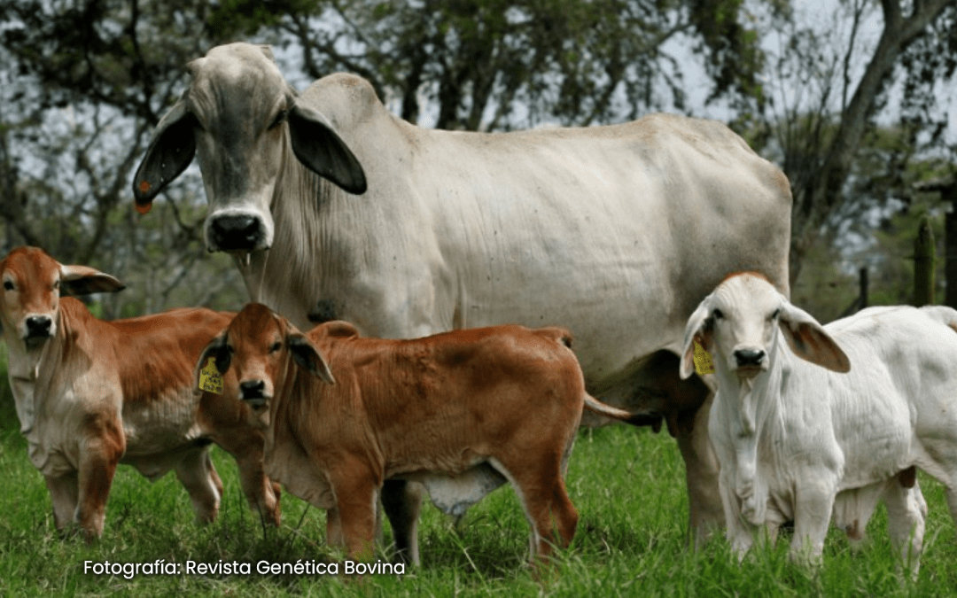 ¿Quiere potenciar su ganadería? ¡Inscríbase ahora! Villavicencio recibe a expertos de ganado de carne en un evento único de Asegan