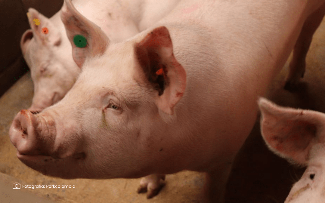 ¡Zona libre confirmada! ICA y Porkcolombia verifican ausencia de Peste Porcina en Casanare