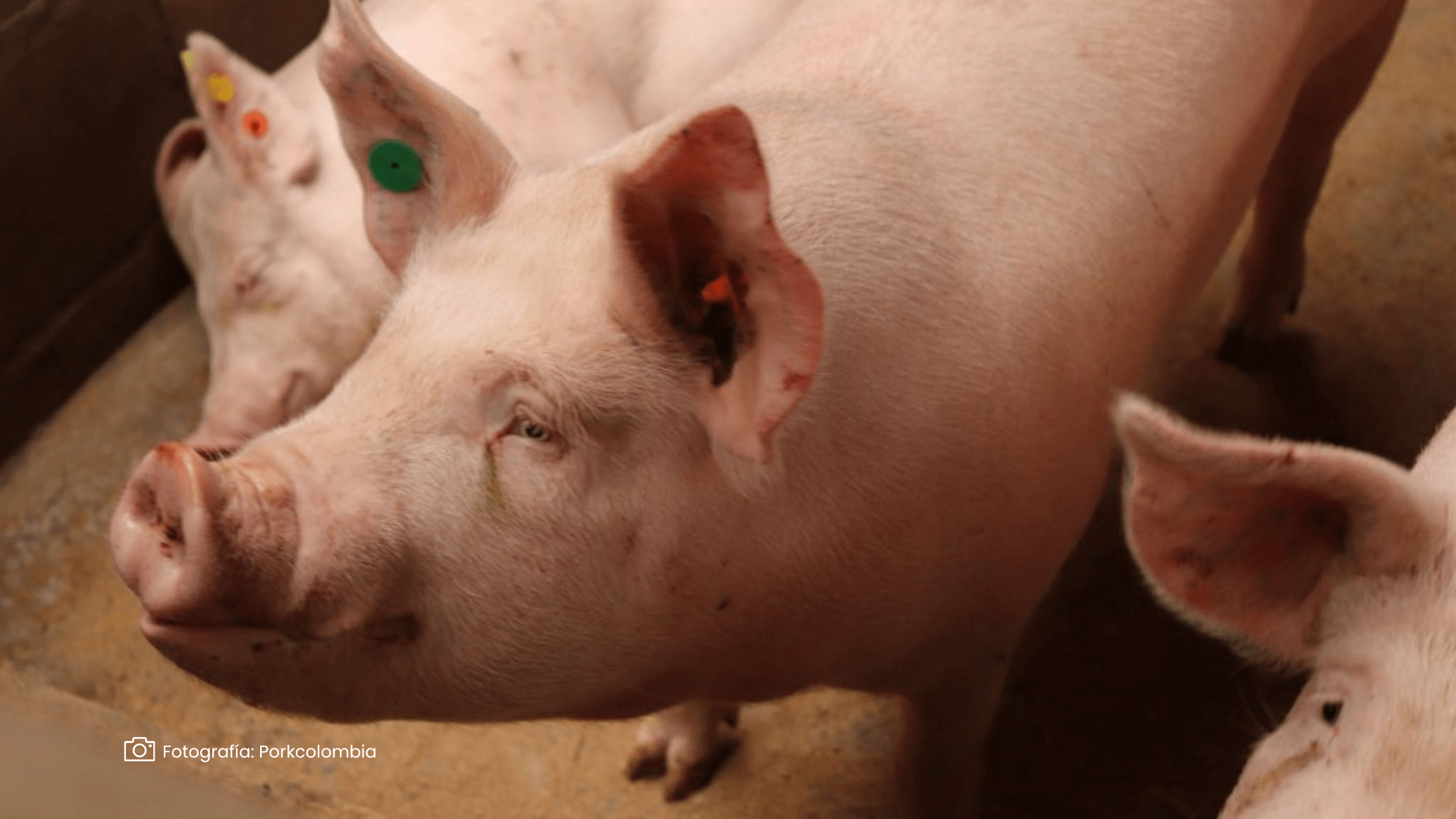 ¡Zona libre confirmada!