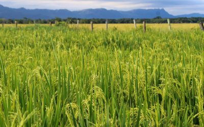 ICA abre curso en Sanidad Vegetal para asistentes técnicos de cultivos
