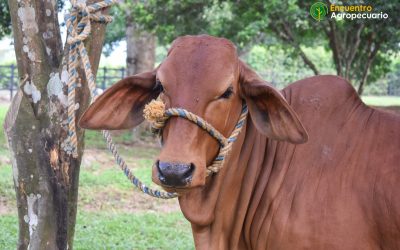 Convocatoria de cursos para el sector agro en alianza con el SENA