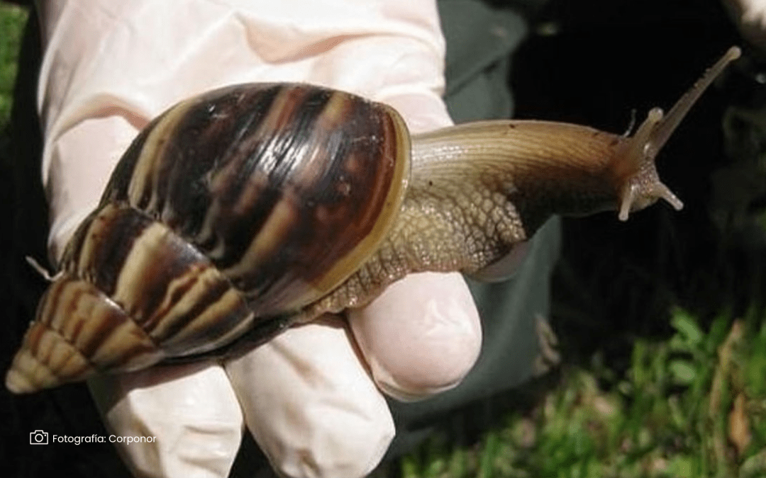 Más de mil caracoles recolectados en Tamara, Casanare, en estrategias de control sanitario