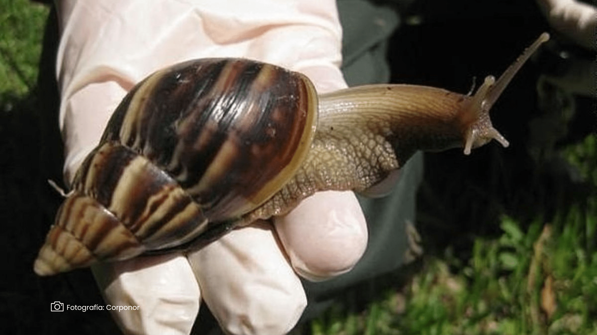 Caracol africano gigante Caracol gigante africano