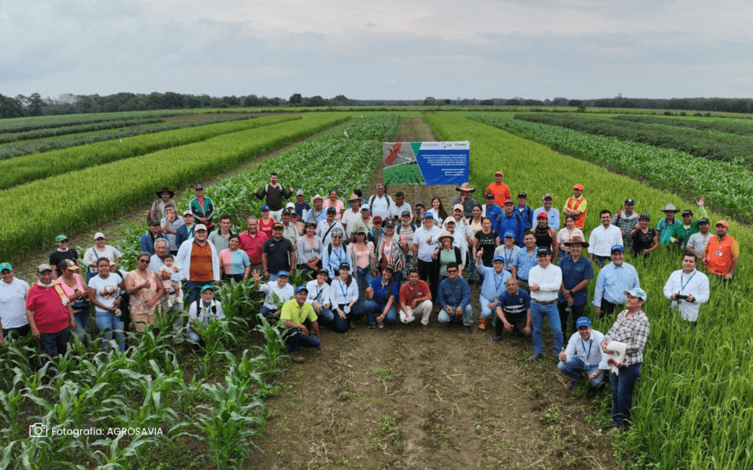 Capacitación Agrosavia: cultivos transitorios en Piedemonte Llanero