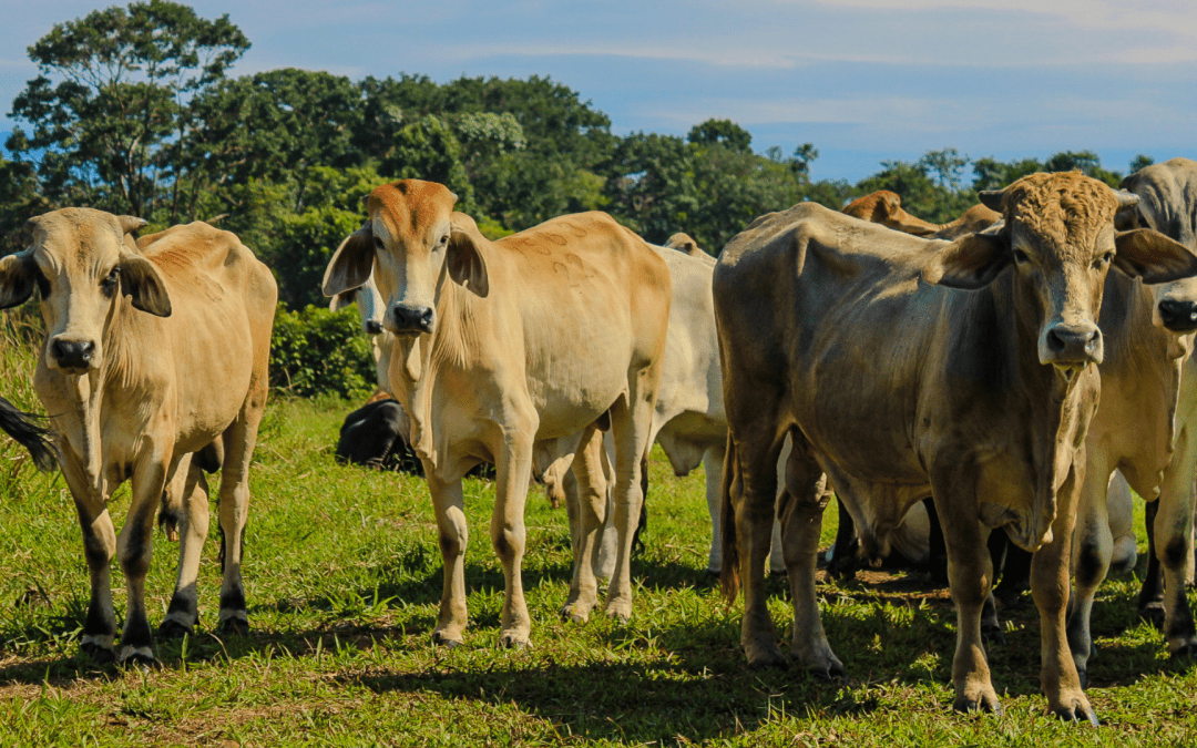 Feria XXIV Expoterneros y Festival Equino