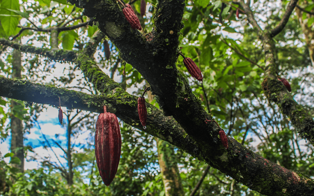Finagro respaldará a los campesinos con más de $54 000 millones en Seguro Agropecuario