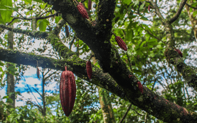 Finagro respaldará a los campesinos con más de $54 000 millones en Seguro Agropecuario