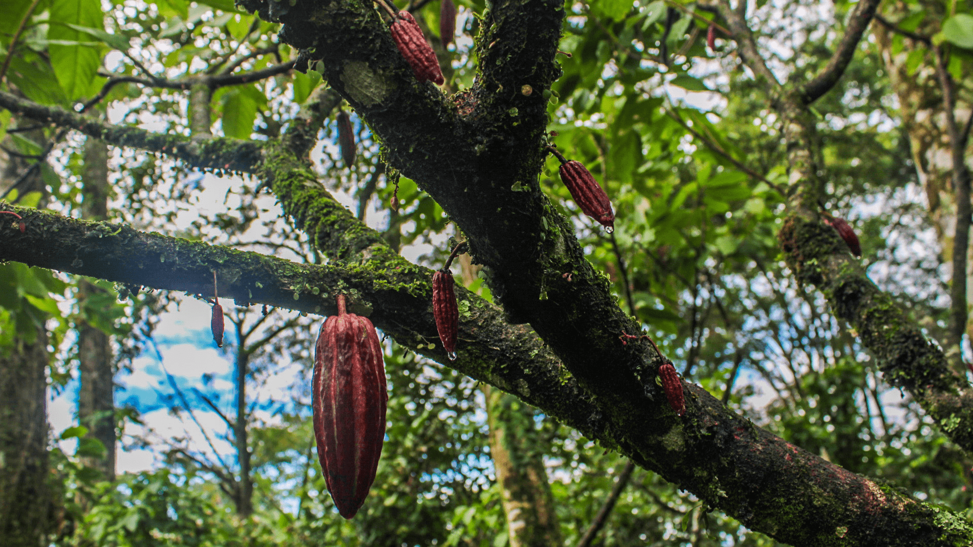 Finagro respaldará a los campesinos