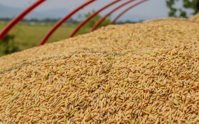 Diseñan cultivos bioenergéticos eficientes que necesitan menos agua para crecer