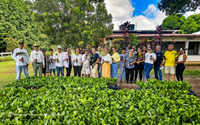 El marañón se convierte en un fruto de paz para el Vichada