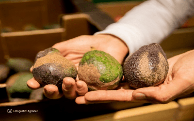 Nueva amenaza para el aguacate: hallan insecto que deforma su cáscara en el suroccidente del país