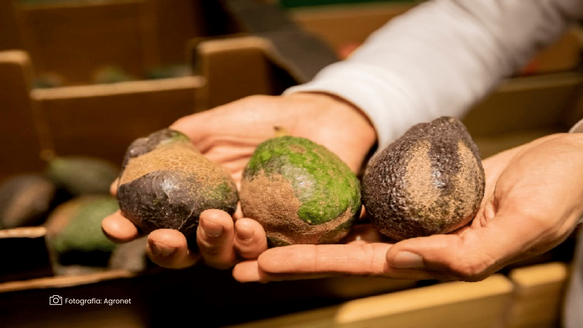 Nueva amenaza para el aguacate