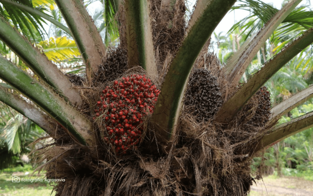 Colombia destaca su enfoque sostenible en la producción de palmas durante la COP16