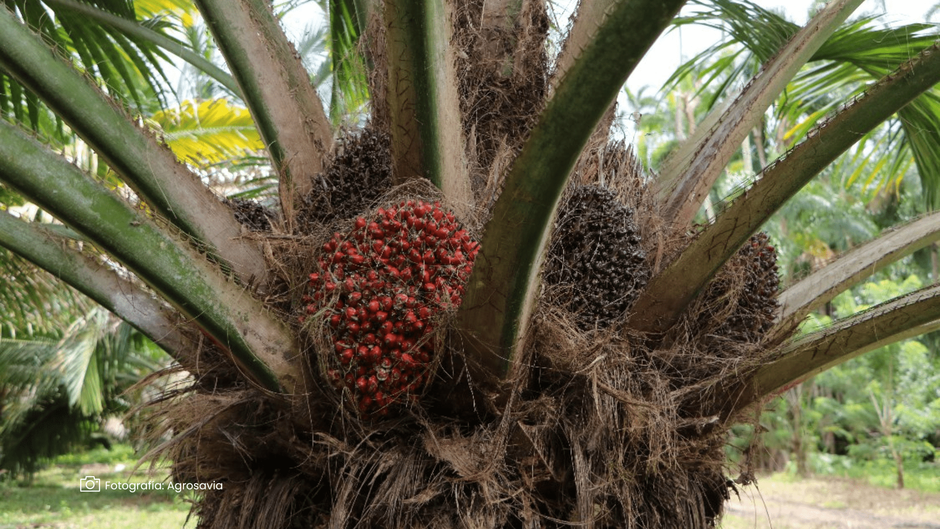Producción palma COP16 Producción de palma COP16