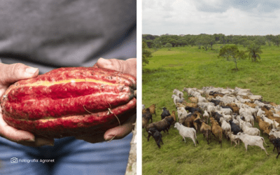 Culmina segunda fase del Proyecto Biocarbono Orinoquía: avances en sostenibilidad y gobernanza