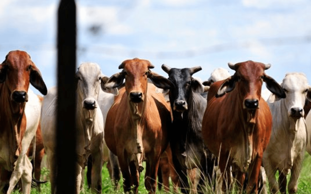 San Martín de los Llanos será sede del 7º Seminario Internacional de Bovinos Criollos y Colombianos