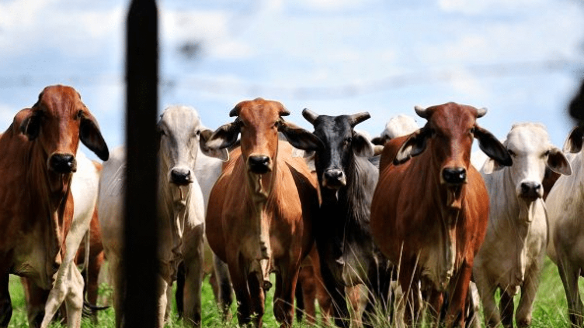 San Martín de los Llanos será sede del 7º Seminario Internacional de Bovinos Criollos y Colombianos