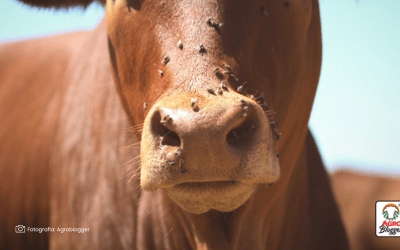 ¿Cómo actúa el ICA en la prevención de la tuberculosis bovina en Arauca?