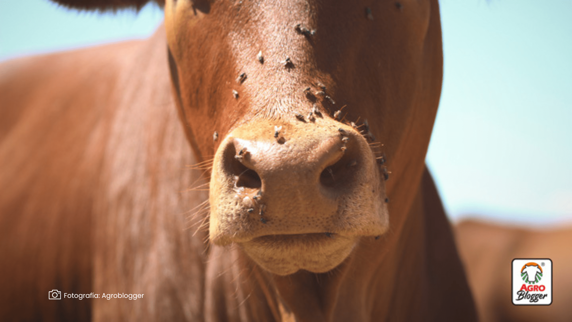 Tuberculosis Bovina Tuberculosis Bovina