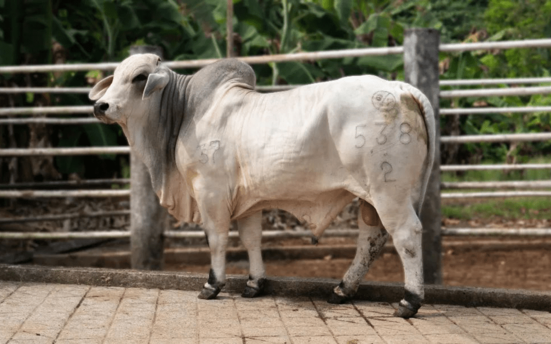 ¡Todo listo para el VIII Gran Remate en Agrosavia!