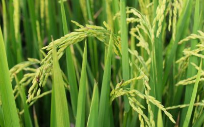 XXXIX Congreso Nacional Arrocero