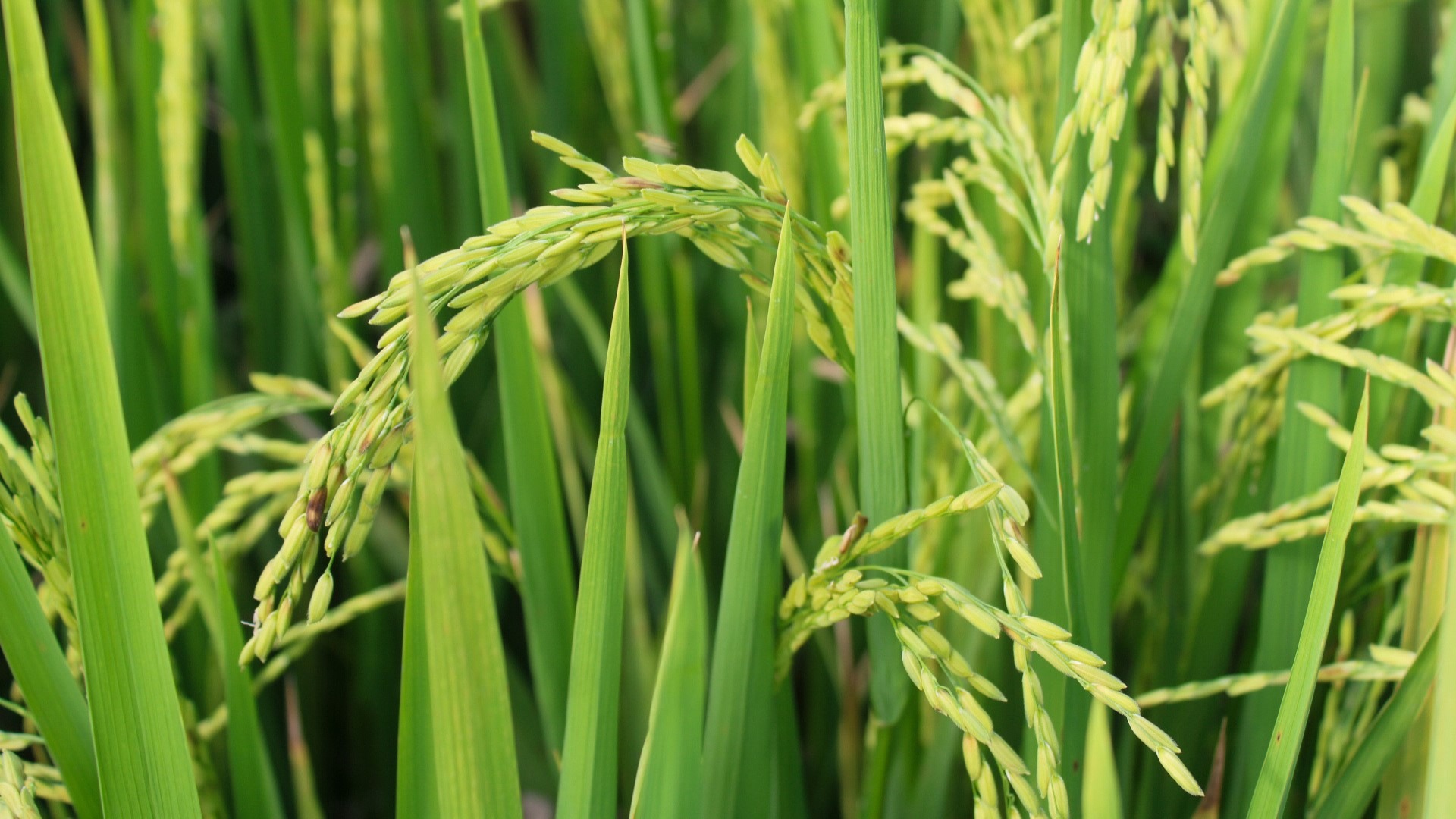 XXXIX Congreso Nacional Arrocero