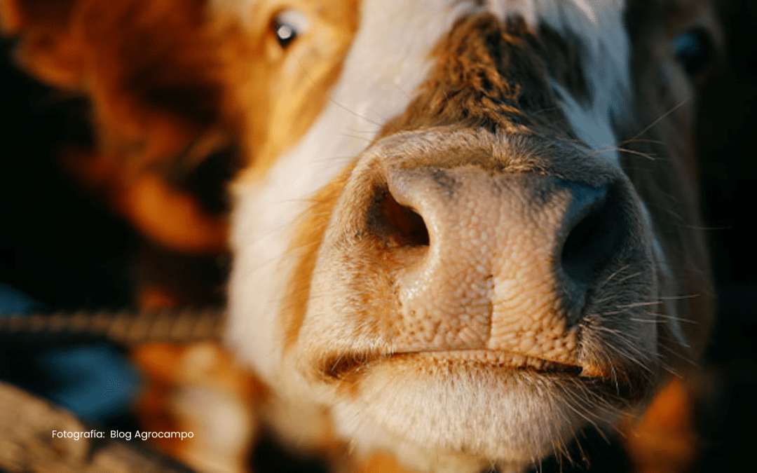 Investigación en probióticos promete prevenir enfermedades respiratorias en ganado