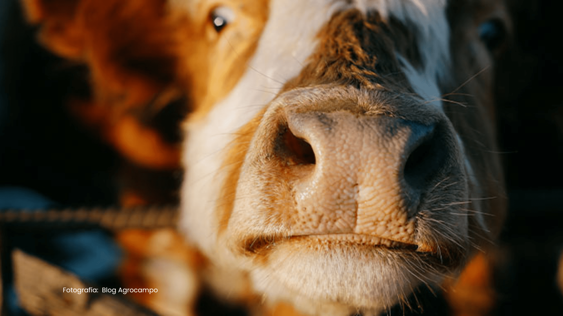 Enfermedades bovinas