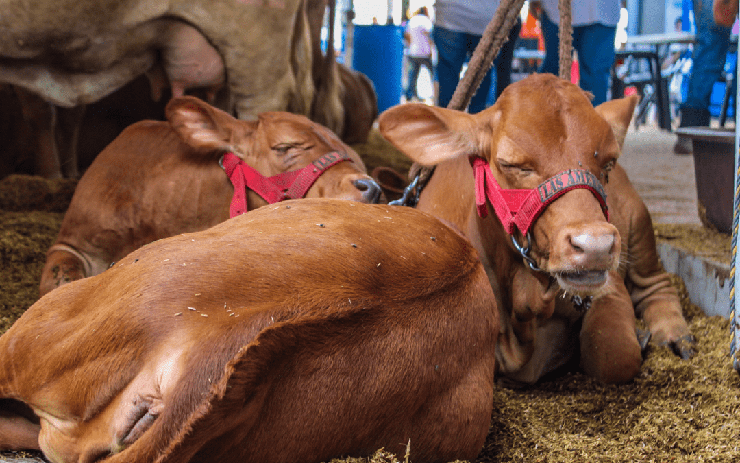 XXXIX Feria Agropecuaria del Municipio de Arauca