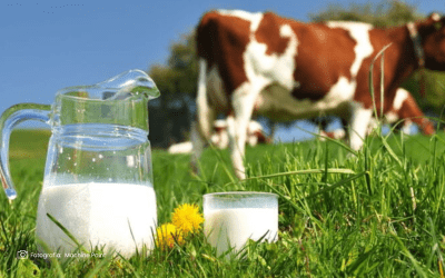 Genética, pasturas y rotación de potreros mejoran la producción de leche