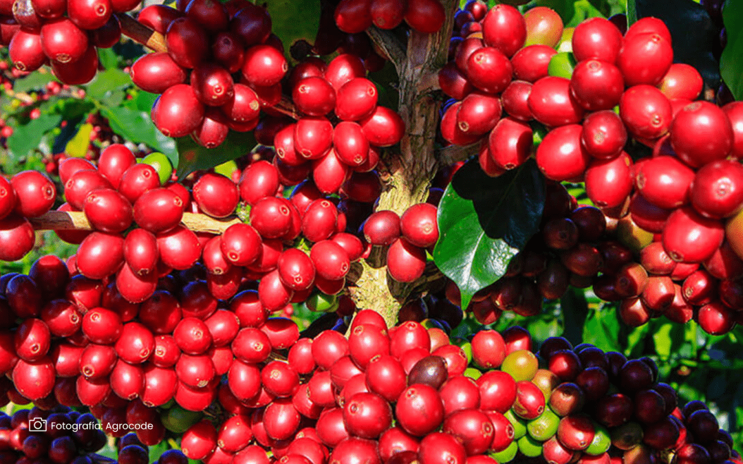 La sostenibilidad llega al café colombiano