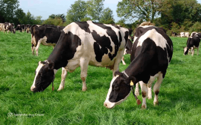 Taller Estrategias para la Rotación de Pasturas para Evitar la Sobre Explotación