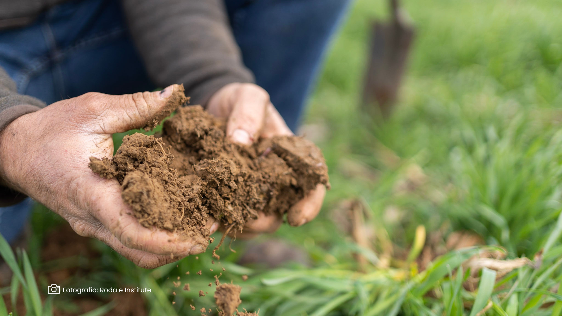 Agricultura regenerativa
