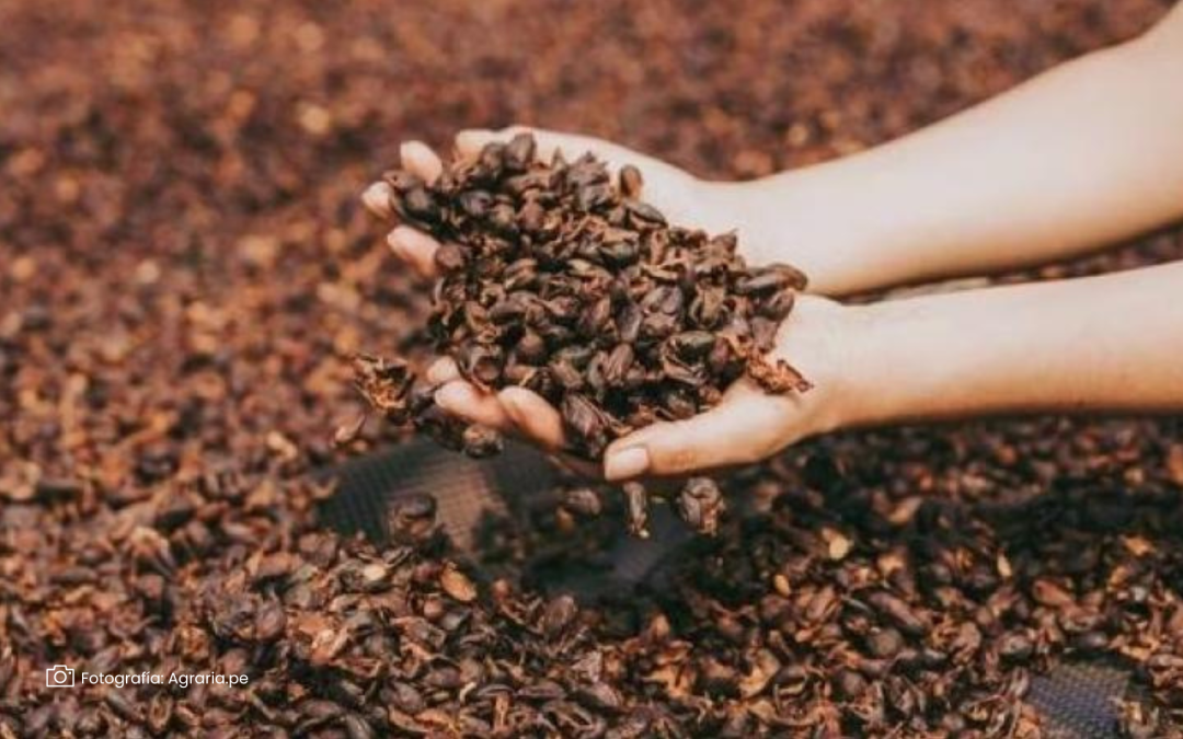 La cáscara de café, una fuente de compuestos para la agroindustria
