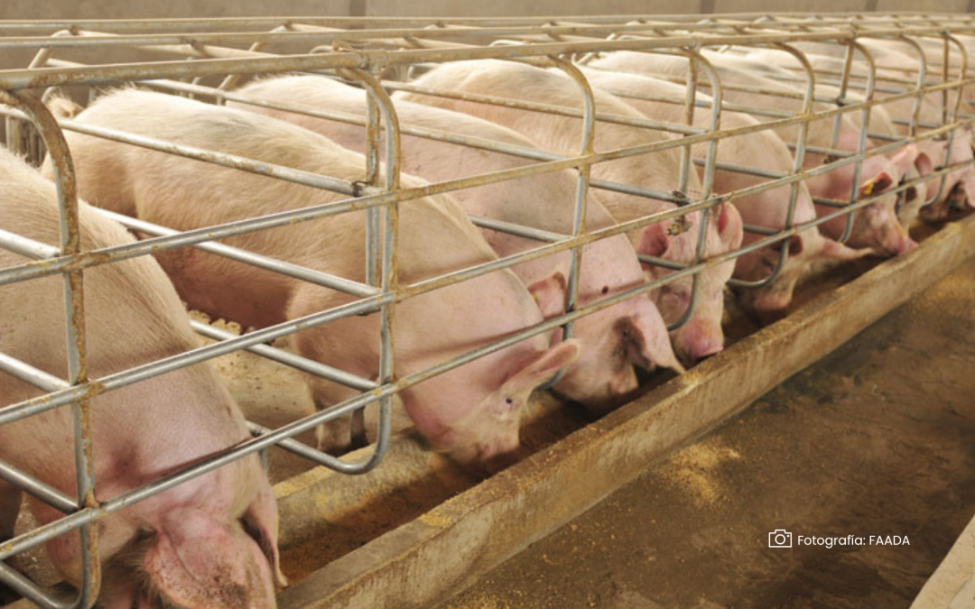 Convivencia de bovinos y cerdos en el mismo predio requiere medidas especiales