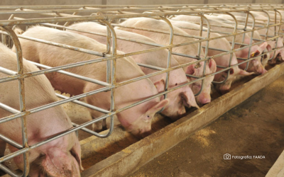 Convivencia de bovinos y cerdos en el mismo predio requiere medidas especiales